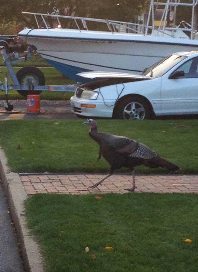 Elephant rides in Nepal, fighting off turkeys in suburbia.