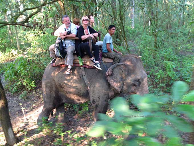 Elephant rides in Nepal, fighting off turkeys in suburbia.
