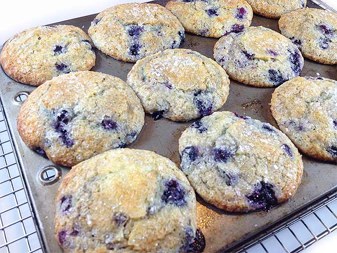 Jordan Marsh Blueberry Muffins served at Jordan Marsh. Legend in the Boston area for decades. Gigantic blueberry muffins with sugary, crunchy muffin tops.