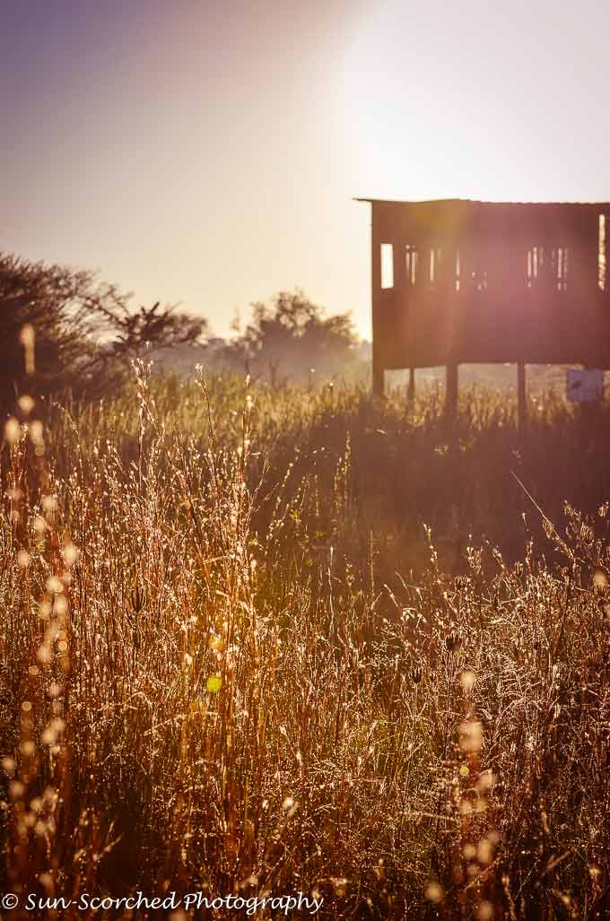 Virtual Safari to South Africa. Photographer Susan Meyers photographs the bush in South Africa. Susan takes us on a trip into the South Africa's bush today.