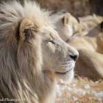 Virtual Safari to South Africa. Photographer Susan Meyers photographs the bush in South Africa. Susan takes us on a trip into the South Africa's bush today.