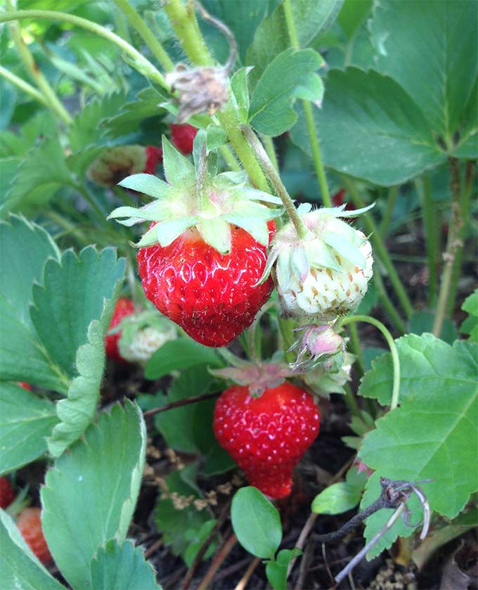 Contrary Mary. Hopefully her garden cheered her up from the contrariness, as mine cheers me from the crazy winter we endured. How does your garden grow?