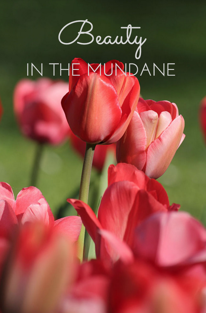 Beauty in the Mundane: "The real voyage of discovery consists not in seeking new landscapes, but in having new eyes.” When we look expectantly w/intentionality, we suddenly see the beautiful things that moments ago were hidden.