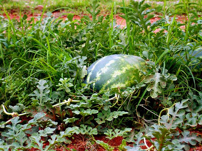 Watermelon Salsa: sweet & spicy. Refreshing in summer. Watermelon, honeydew, jalapeno, sweet red onion, cilantro and mint! Perfect summer salsa twist!