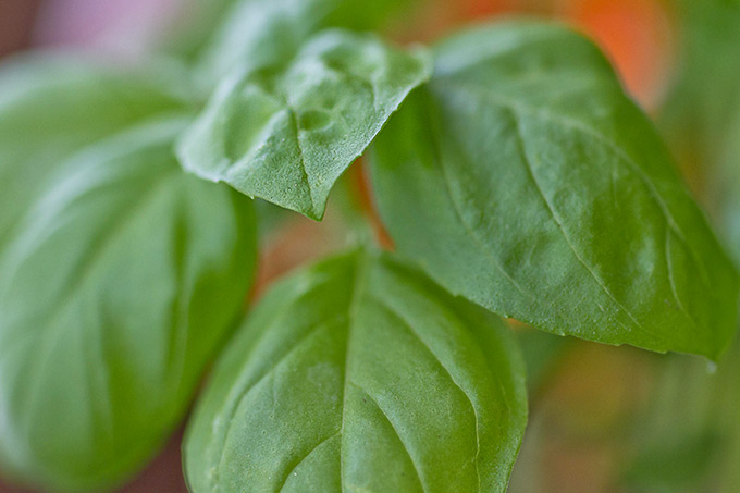 This Caprese Pasta Salad Recipe: perfect side incorporating your garden basil! Fresh basil pesto, pasta, sun-ripened tomatoes and fresh mozzarella. Delish!