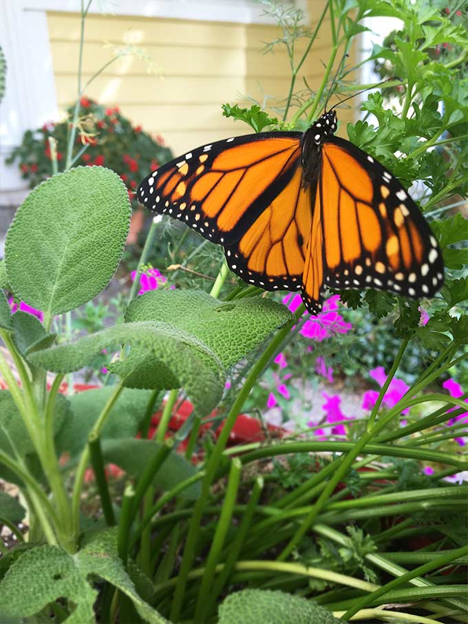 Roots and Wings: "There are two things we should give our children: one is roots and the other is wings."