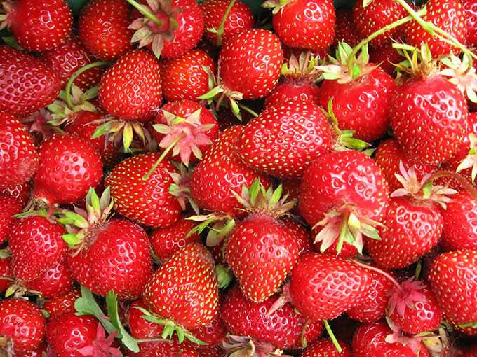 Strawberry Spinach Salad Recipe. A beautiful salad with contrasting greens and brilliant berries. Create the sweet, tangy, homemade dressing in the blender.