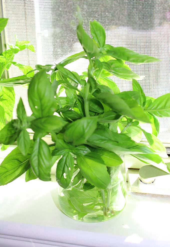 Great tips on how to store fresh basil from your garden or store bought fresh basil leaves!