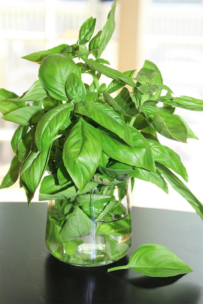 Great tips on how to store fresh basil from your garden or store bought fresh basil leaves!