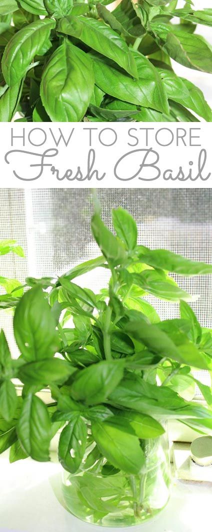 http://throughherlookingglass.com/wp-content/uploads/2017/08/how-to-store-basil3.jpg